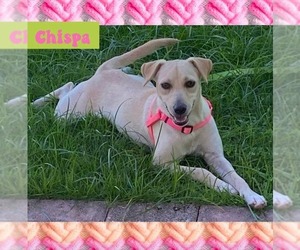 Labrador Retriever-Shiba Inu Mix Dogs for adoption in Virginia Beach, VA, USA