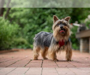 Mutt Dogs for adoption in Holly Springs, NC, USA