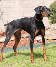 Doberman Pinscher Dogs for adoption in Little Rock, AR, USA