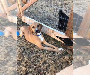 Rhodesian Ridgeback Dogs for adoption in Coppell, TX, USA