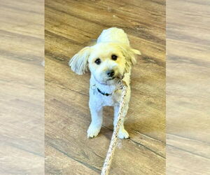 Mutt Dogs for adoption in Salt Lake City, UT, USA