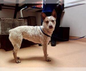 Mutt Dogs for adoption in Martinez, CA, USA