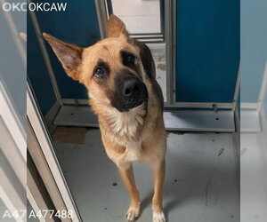 German Shepherd Dog Dogs for adoption in Oklahoma City, OK, USA