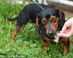 Medium Photo #1 Dachshund-Unknown Mix Puppy For Sale in Oak Ridge, TN, USA