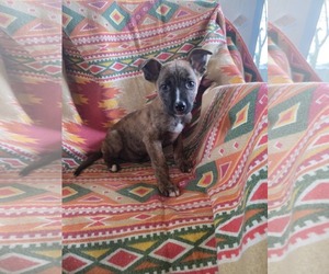 Dutch Shepherd -Unknown Mix Dogs for adoption in SHERBURNE, NY, USA