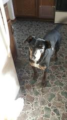 Labrador Retriever-Plott Hound Mix Dogs for adoption in Cromwell, MN, USA