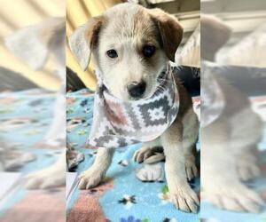 German Shepherd Dog-Unknown Mix Dogs for adoption in Visalia, CA, USA