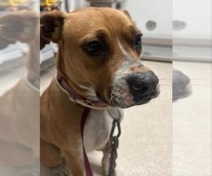 Boxer Dogs for adoption in Bakersfield, CA, USA