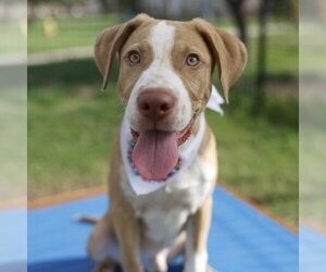 American Staffordshire Terrier-Unknown Mix Dogs for adoption in San Antonio, TX, USA