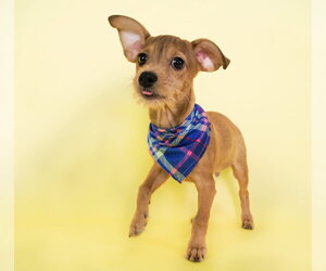 Dachshund-Unknown Mix Dogs for adoption in Phoenix, AZ, USA