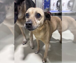 Chihuahua Dogs for adoption in Bakersfield, CA, USA