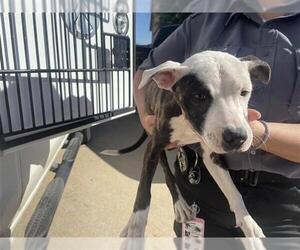 American Pit Bull Terrier Dogs for adoption in Houston, TX, USA