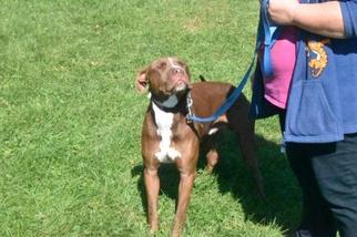 American Pit Bull Terrier Dogs for adoption in Woodstock, IL, USA