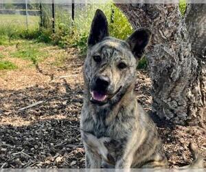Australian Kelpie-Unknown Mix Dogs for adoption in Santa Cruz, CA, USA