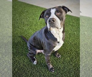 American Pit Bull Terrier-Unknown Mix Dogs for adoption in Baytown, TX, USA