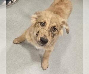 Australian Shepherd-Unknown Mix Dogs for adoption in San Martin, CA, USA