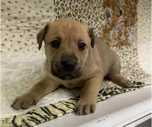 American Pit Bull Terrier-German Shepherd Dog Mix Dogs for adoption in HESPERIA, CA, USA