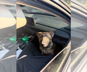 German Shepherd Dog Dogs for adoption in Fort Lauderdale, FL, USA