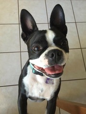 Boston Terrier Dogs for adoption in Fort Lauderdale, FL, USA