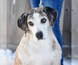 Catahoula Leopard Dog Dogs for adoption in Riverwoods, IL, USA