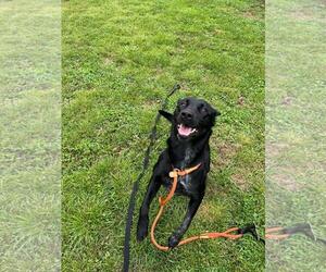 Eurasier-Labrador Retriever Mix Dogs for adoption in Front Royal, VA, USA