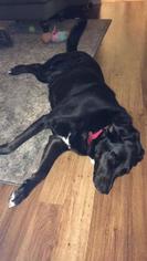 Labrador Retriever-Unknown Mix Dogs for adoption in Cumming, GA, USA