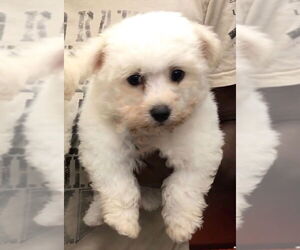 Medium Photo #1 Bichon Frise Puppy For Sale in Lincolnwood, IL, USA