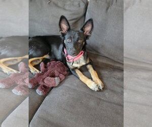 Border Collie-Unknown Mix Dogs for adoption in New London, WI, USA