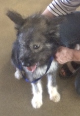Keeshond Dogs for adoption in Pampa, TX, USA