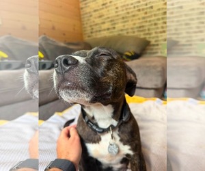 Mutt Dogs for adoption in Holly Springs, NC, USA