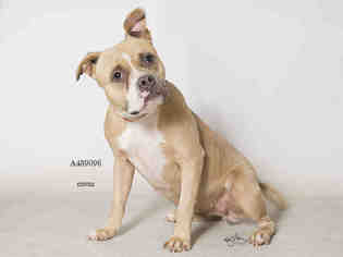 Bullboxer Pit Dogs for adoption in Moreno Valley, CA, USA