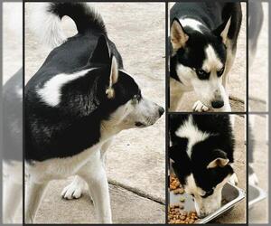 Siberian Husky Dogs for adoption in San Antonio, TX, USA