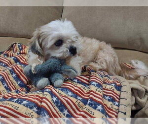 Shih Tzu-Unknown Mix Dogs for adoption in Springdale, PA, USA