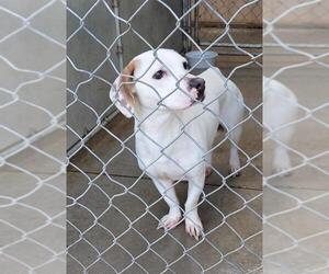 Beagi Dogs for adoption in La Porte, IN, USA