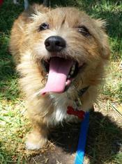 Cairn Terrier-Unknown Mix Dogs for adoption in San Diego, CA, USA