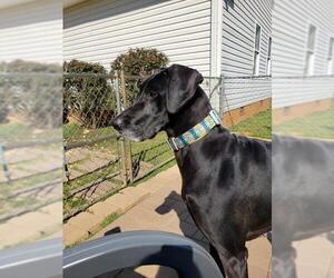 Great Dane Dogs for adoption in Scottsboro, AL, USA