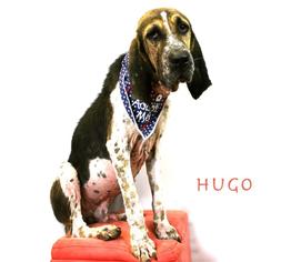 Medium Photo #1 Coonhound Puppy For Sale in Hot Springs Village, AR, USA