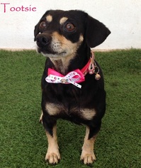 Dorgi Dogs for adoption in San Diego, CA, USA