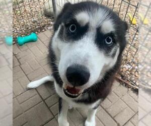Siberian Husky Dogs for adoption in Madison, WI, USA