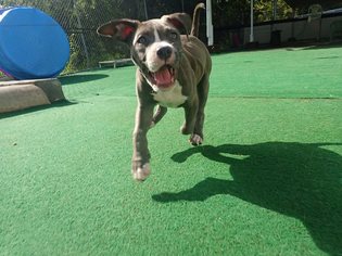 American Pit Bull Terrier Dogs for adoption in Tampa, FL, USA