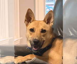 German Shepherd Dog Dogs for adoption in La Grange , NC, USA