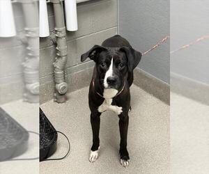 Mutt Dogs for adoption in Las Vegas, NV, USA