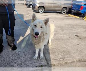 Pyrenees Husky Dogs for adoption in Houston, TX, USA