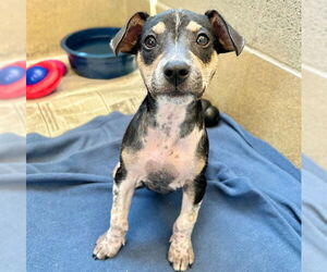Mutt Dogs for adoption in Raleigh, NC, USA