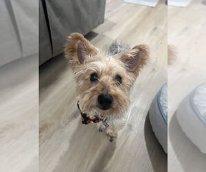 Mutt Dogs for adoption in Springdale, PA, USA