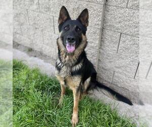 German Shepherd Dog Dogs for adoption in Modesto, CA, USA