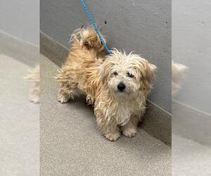 Maltipoo Dogs for adoption in Las Vegas, NV, USA