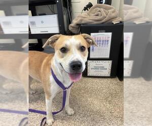 Mutt Dogs for adoption in Pueblo, CO, USA