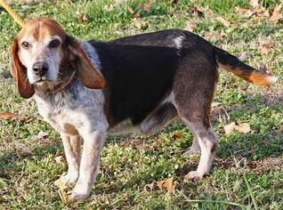 Beagle Dogs for adoption in Gibbstown, NJ, USA