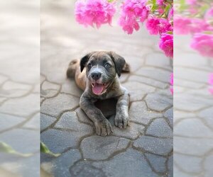 American Pit Bull Terrier Dogs for adoption in Belleville, IL, USA